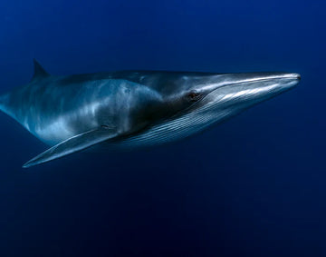 Why We Created the Fin Whale Eclipse Project (After 500,000 Glasses in 2024)