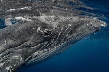 The North Atlantic Fin Whale